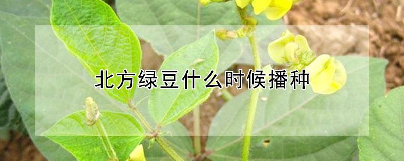 北方绿豆什么时候播种