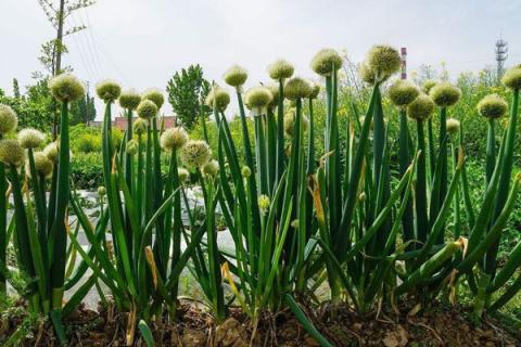 大葱种植时间和方法