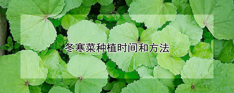 冬寒菜种植时间和方法