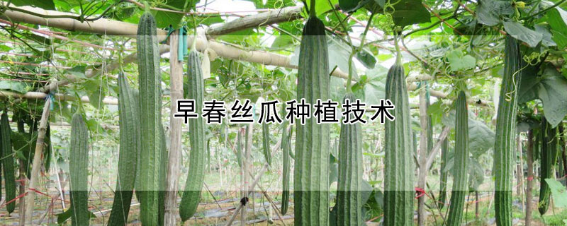 早春丝瓜种植技术