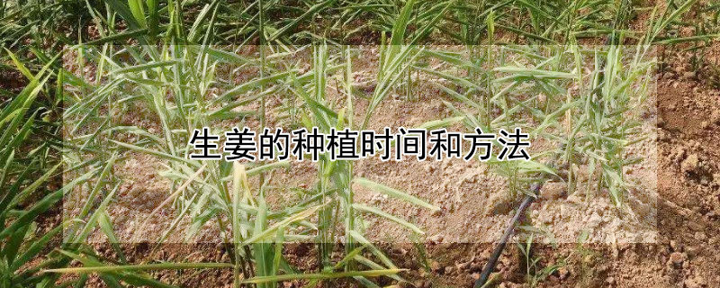 生姜的种植时间和方法