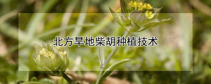 北方旱地柴胡种植技术