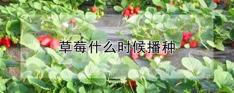 草莓什么时候播种