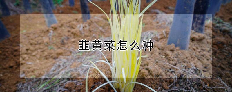 韮黄菜怎么种