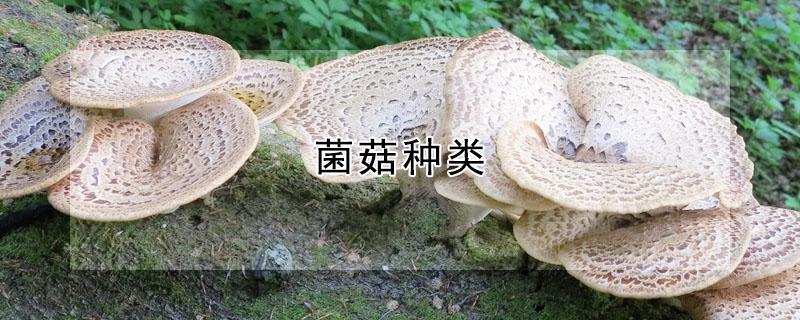 菌菇种类