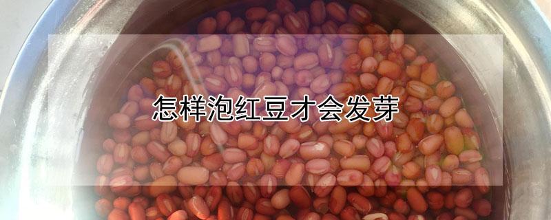 怎样泡红豆才会发芽