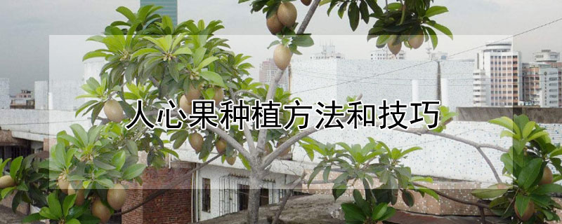 人心果种植方法和技巧