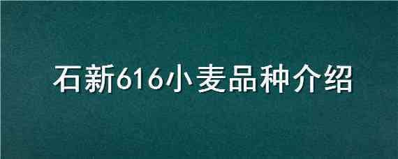 石新616小麦品种介绍