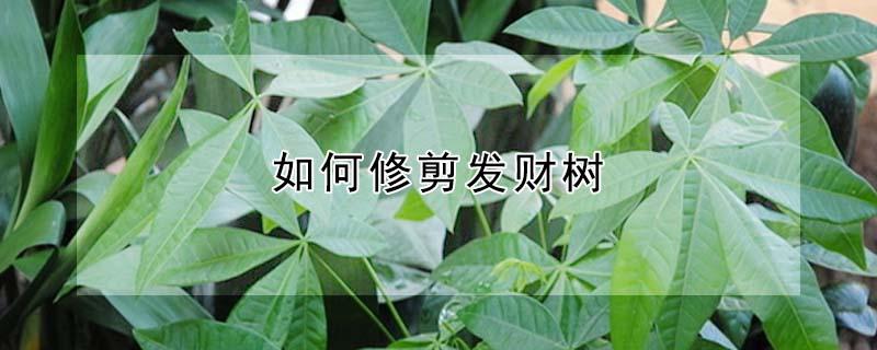 如何修剪发财树