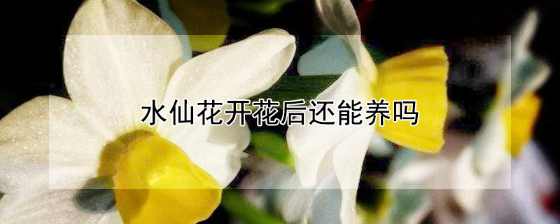 水仙花开花后还能养吗