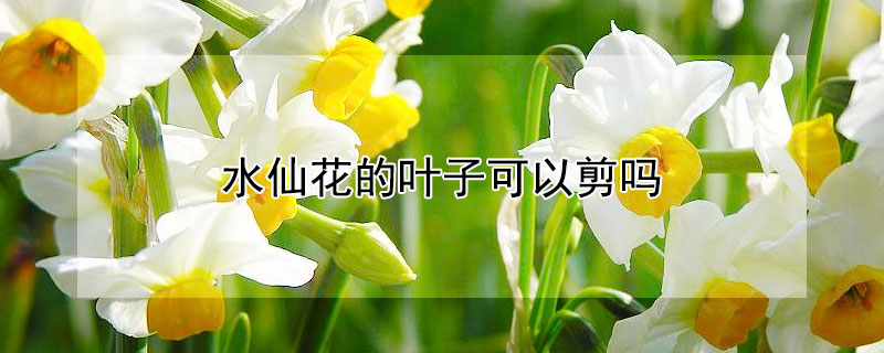 水仙花的叶子可以剪吗