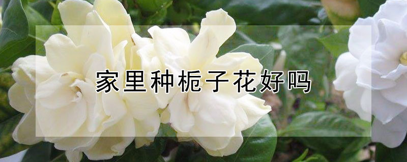 家里种栀子花好吗