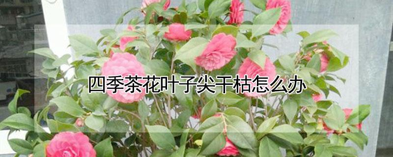 四季茶花叶子尖干枯怎么办