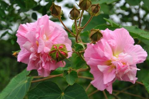 芙蓉花种子的播种方法