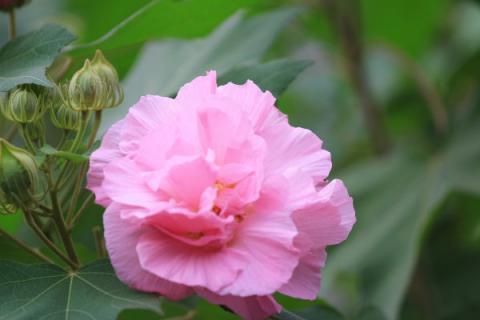 芙蓉花养在室内有毒吗