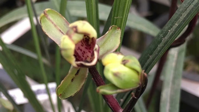 兰花种植关键技术点