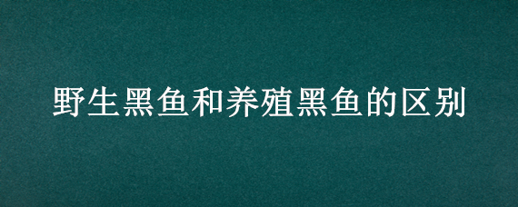 野生黑鱼和养殖黑鱼的区别