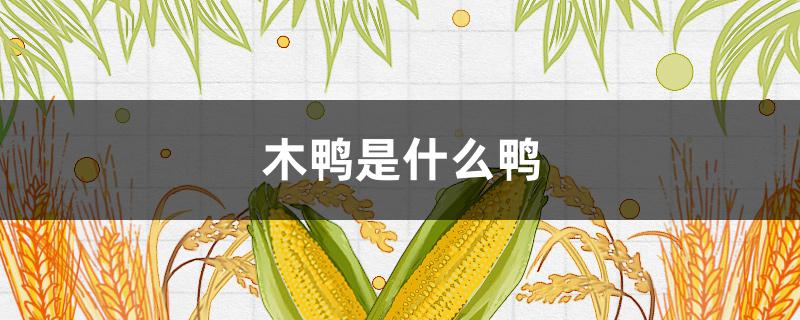 木鸭是什么鸭