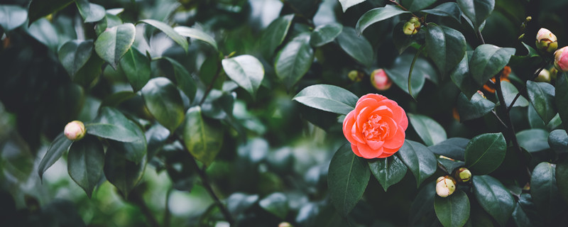 茶花掉叶子的补救方法