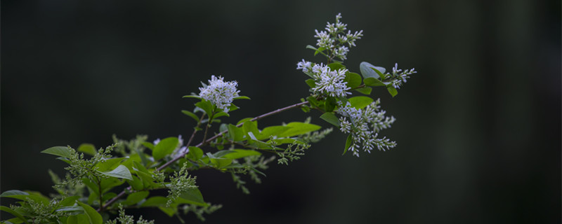 九里香花语