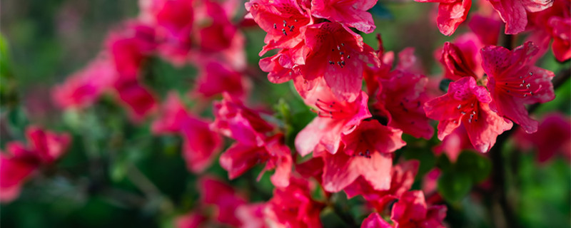 杜鹃花夏天怎么养