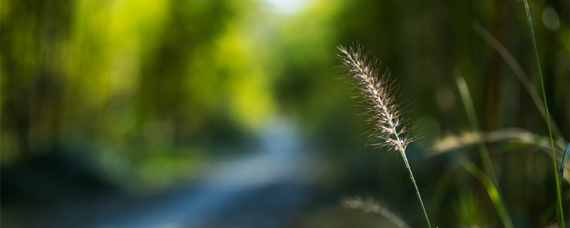 狗尾巴花的花语