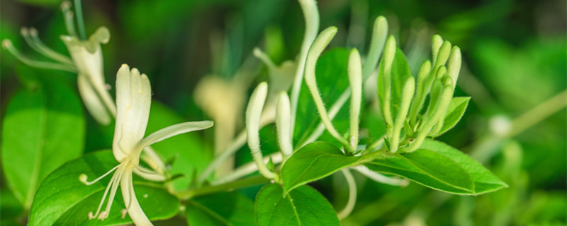 金银花种植方法和管理