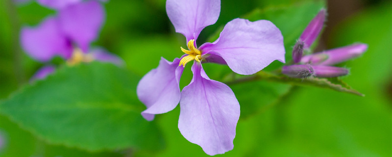 宋梅兰花什么时候开花