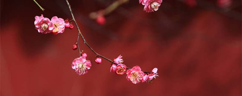 梅花夏天怎么养