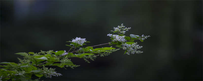 九里香花有毒吗