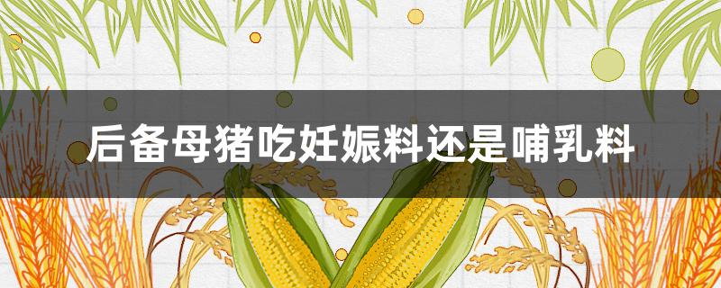 后备母猪吃妊娠料还是哺乳料