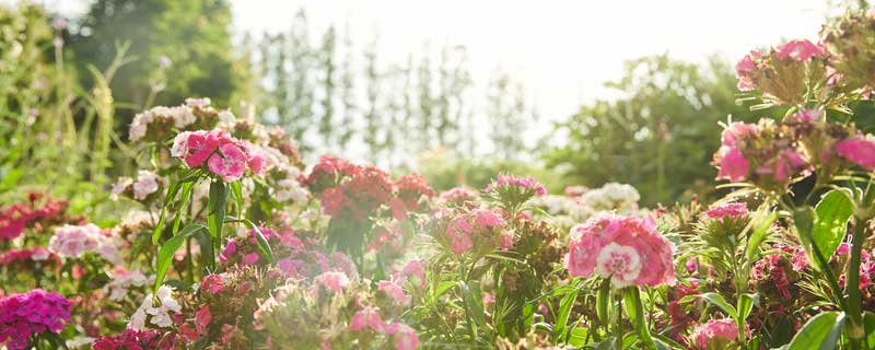 怎样给花土消毒 怎样给花土消毒杀菌