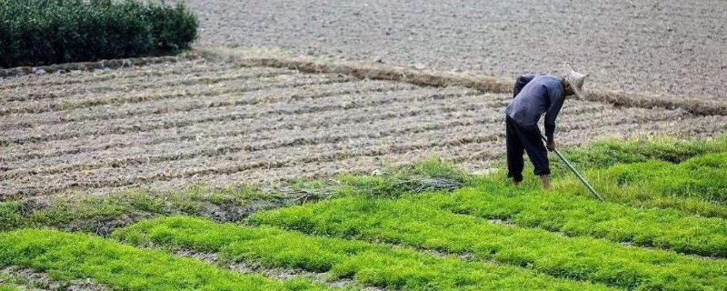 什么种植赚钱，根据种植地的气候条件来选择