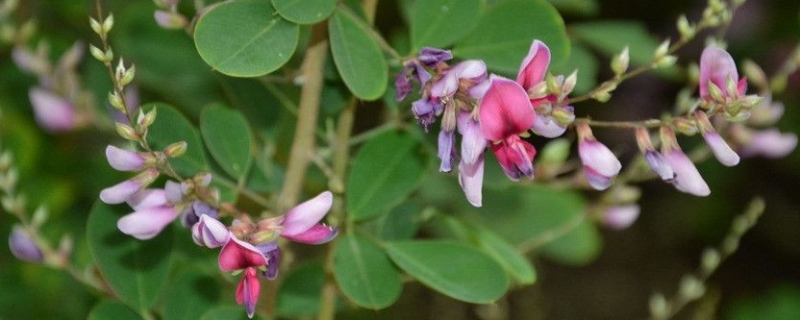 胡枝子什么时候开花，胡枝子的地理分布