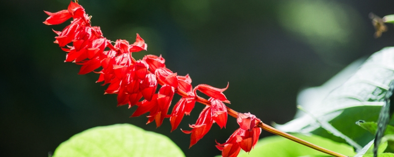 一串红什么季节开花？花语是什么