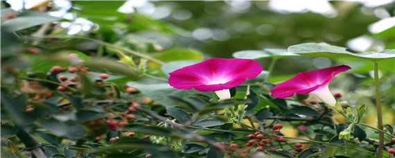 矮牵牛浸种催芽方法