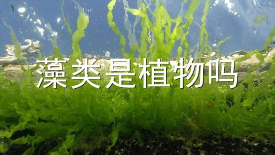 藻类是植物吗