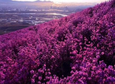 扎兰屯杜鹃花节时间