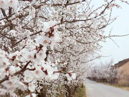 塔县杏花开花时间