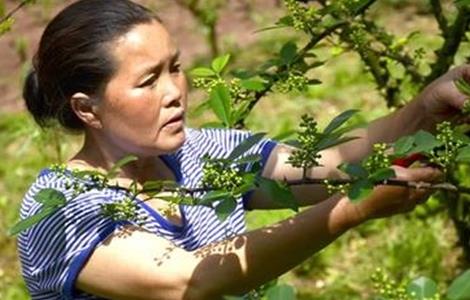 夏季花椒树怎样修剪