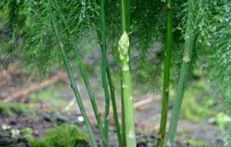 芦笋春季管理要点