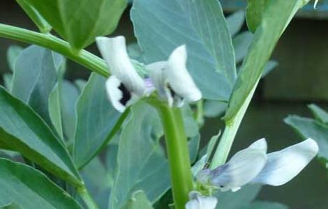 蚕豆种子价格及种植方法