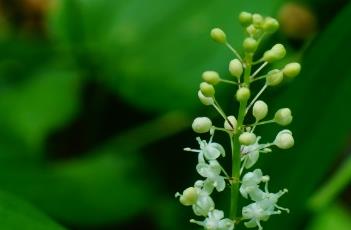 舞鹤草