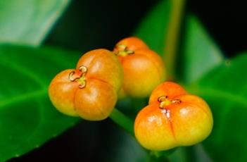 红背桂花