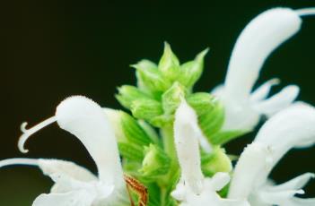 雪山鼠尾草