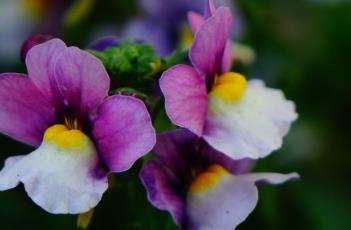 芳香龙面花