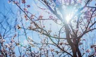 梅花的介绍 梅花的介绍以及特点