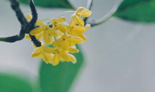 桂花树怎么栽培（桂花树怎样盆栽）