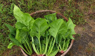 野菠菜怎么做好吃（野菠菜怎样吃）