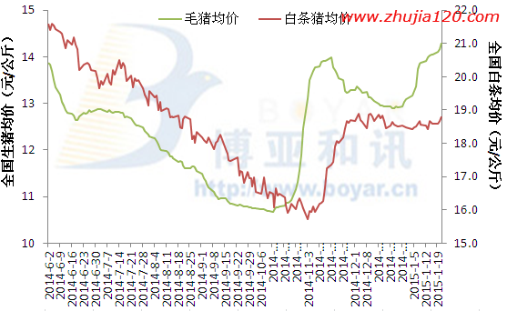 猪价再次呈现北跌南涨局面 猪价继续走跌